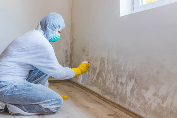 Licensed Mold Remediation service in Springfield, NJ - Mold Remediation HQ